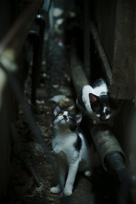 开云体育入口-巴勒斯坦男篮在西亚锦标赛中奋勇争冠，追梦未来