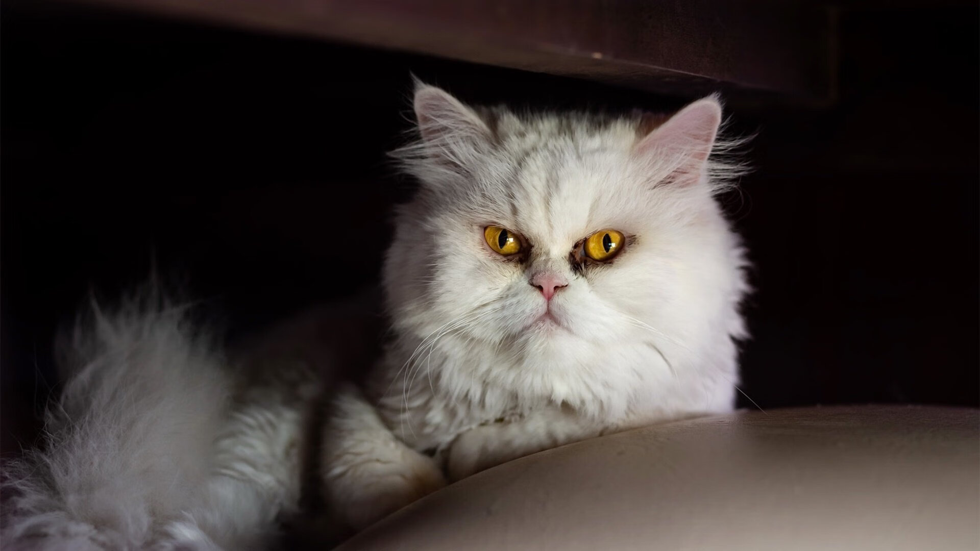 开云体育官网上-法甲豪门夏窗大手笔签约，法甲夏窗转会汇总